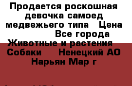 Продается роскошная девочка самоед медвежьего типа › Цена ­ 35 000 - Все города Животные и растения » Собаки   . Ненецкий АО,Нарьян-Мар г.